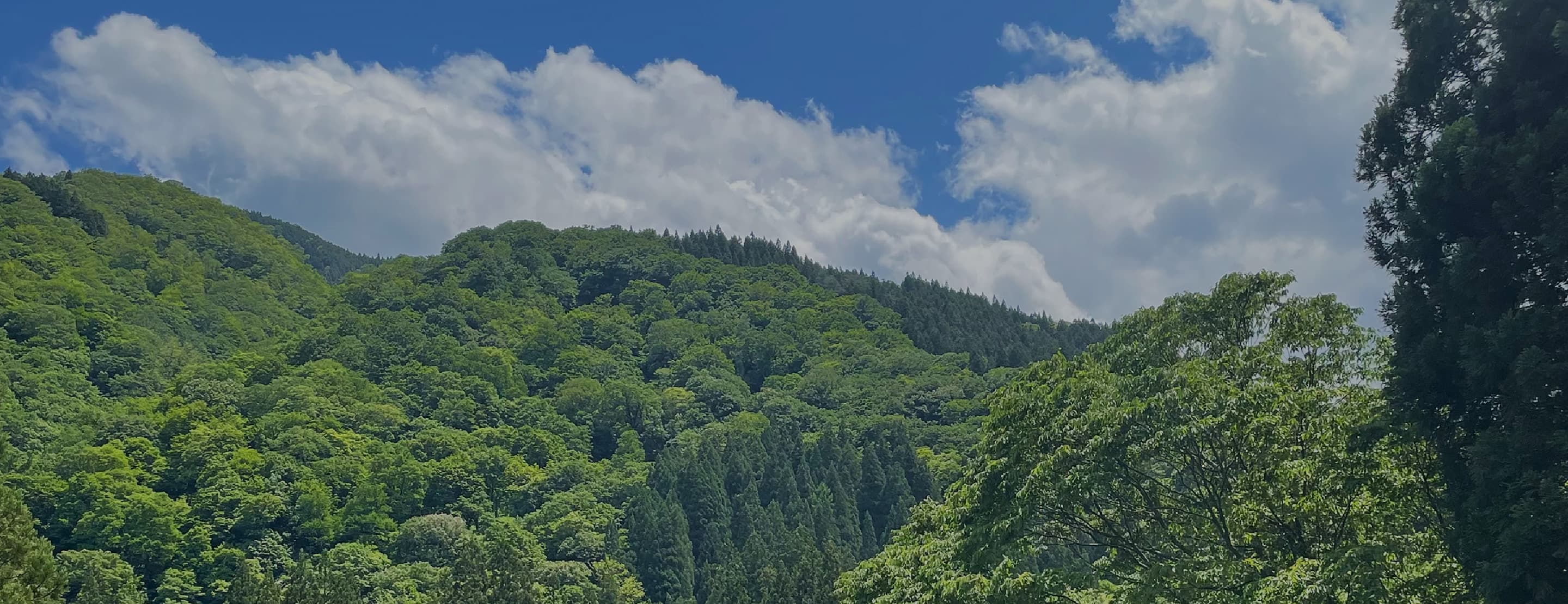 木々が成長した針葉樹の山々の画像。